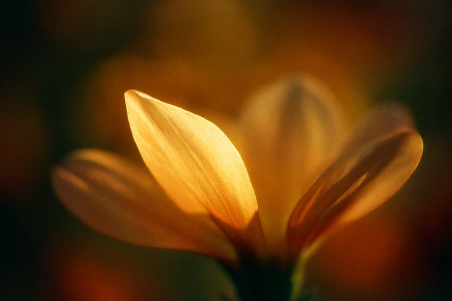 Glowing Flower Petals