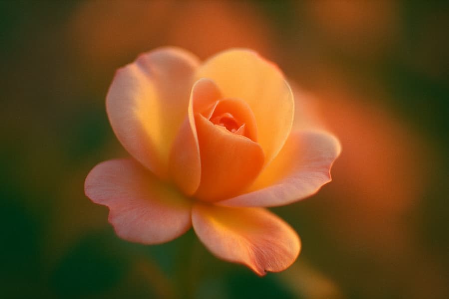 Ethereal Floral Macro